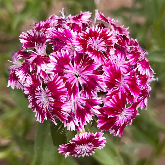 Hydrangea Series Dianthus Seeds