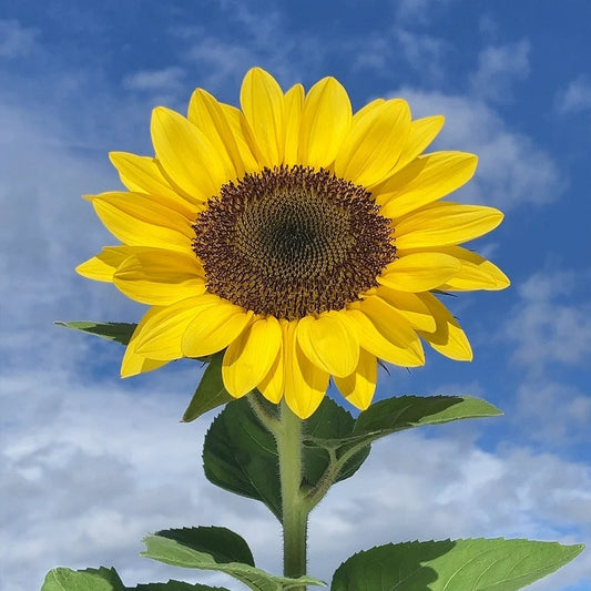 Vincent's Fresh  Sunflower Seeds
