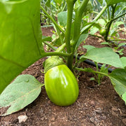 Specialty Eggplants Seeds