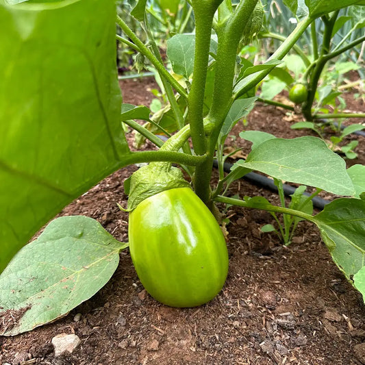 Specialty Eggplants Seeds