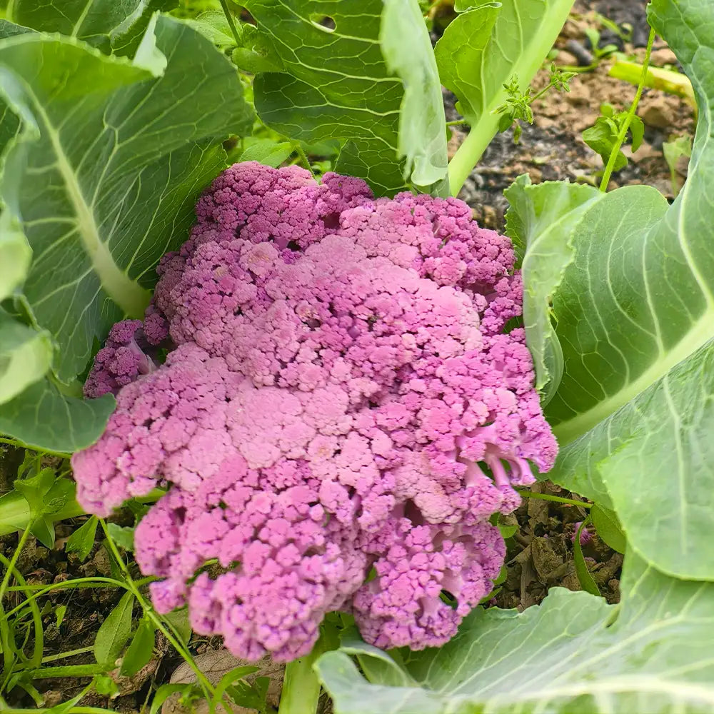 Purple Cauliflower Seeds