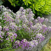 Alyssum Seeds