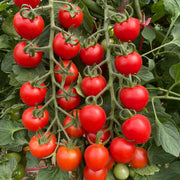Cherry Tomatoes Seeds