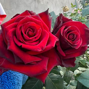 Explorer Rose Seeds