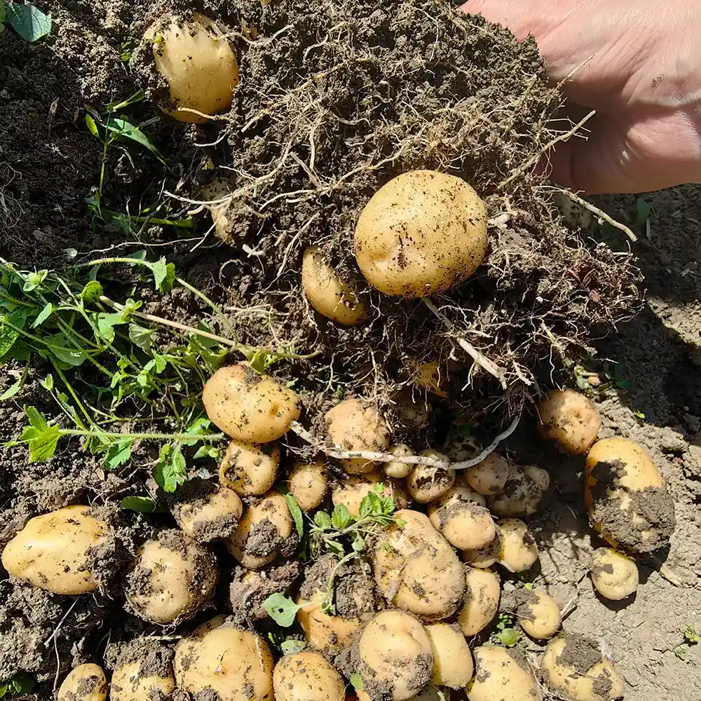 Baby Potato Seeds