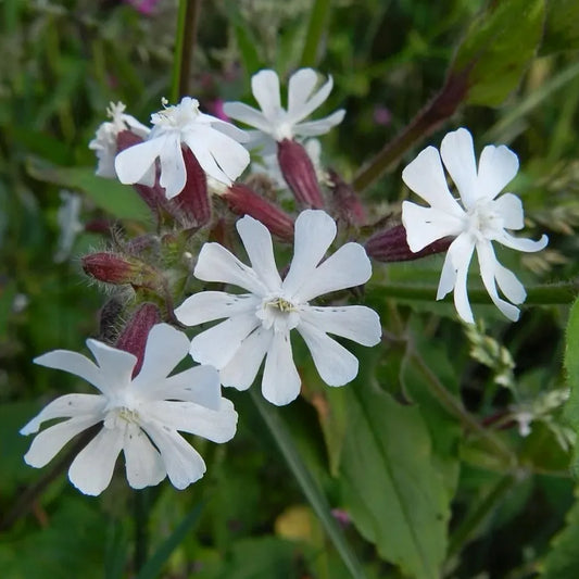 Silene ‘Dioca’ Catchfly Seeds