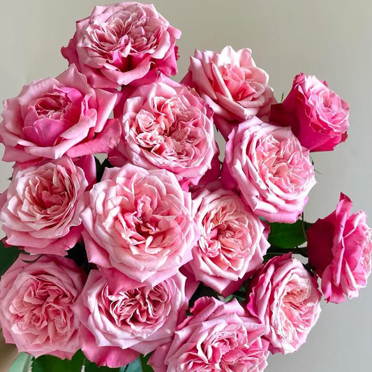 Best Friend Rose Seeds
