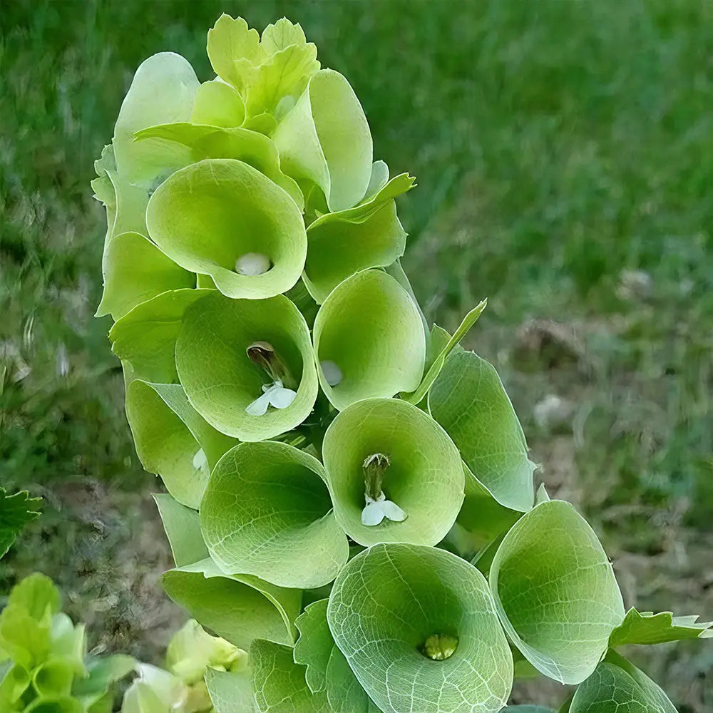 Bells of Ireland Seeds