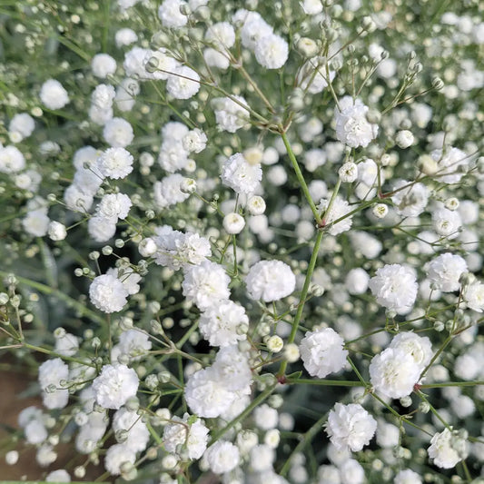 Baby’s Breath Seeds