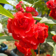 Double Red Impatiens Seeds