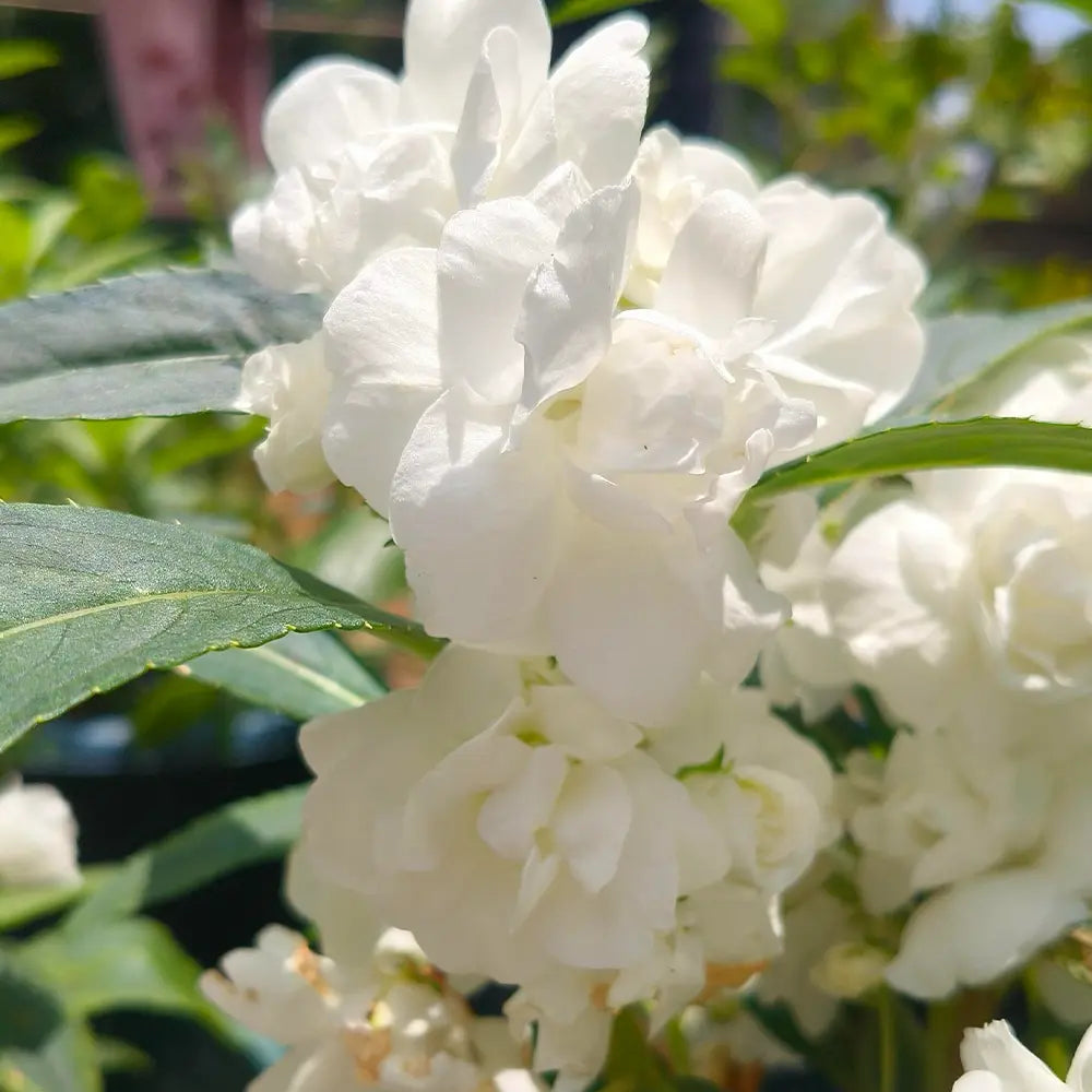 Double White Impatiens  Seeds