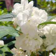 Double White Impatiens  Seeds