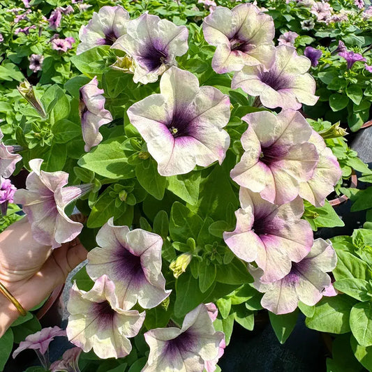 Vintage-Colored Petunias Seeds