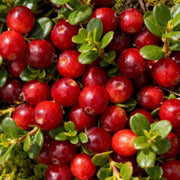 Cranberry Seeds