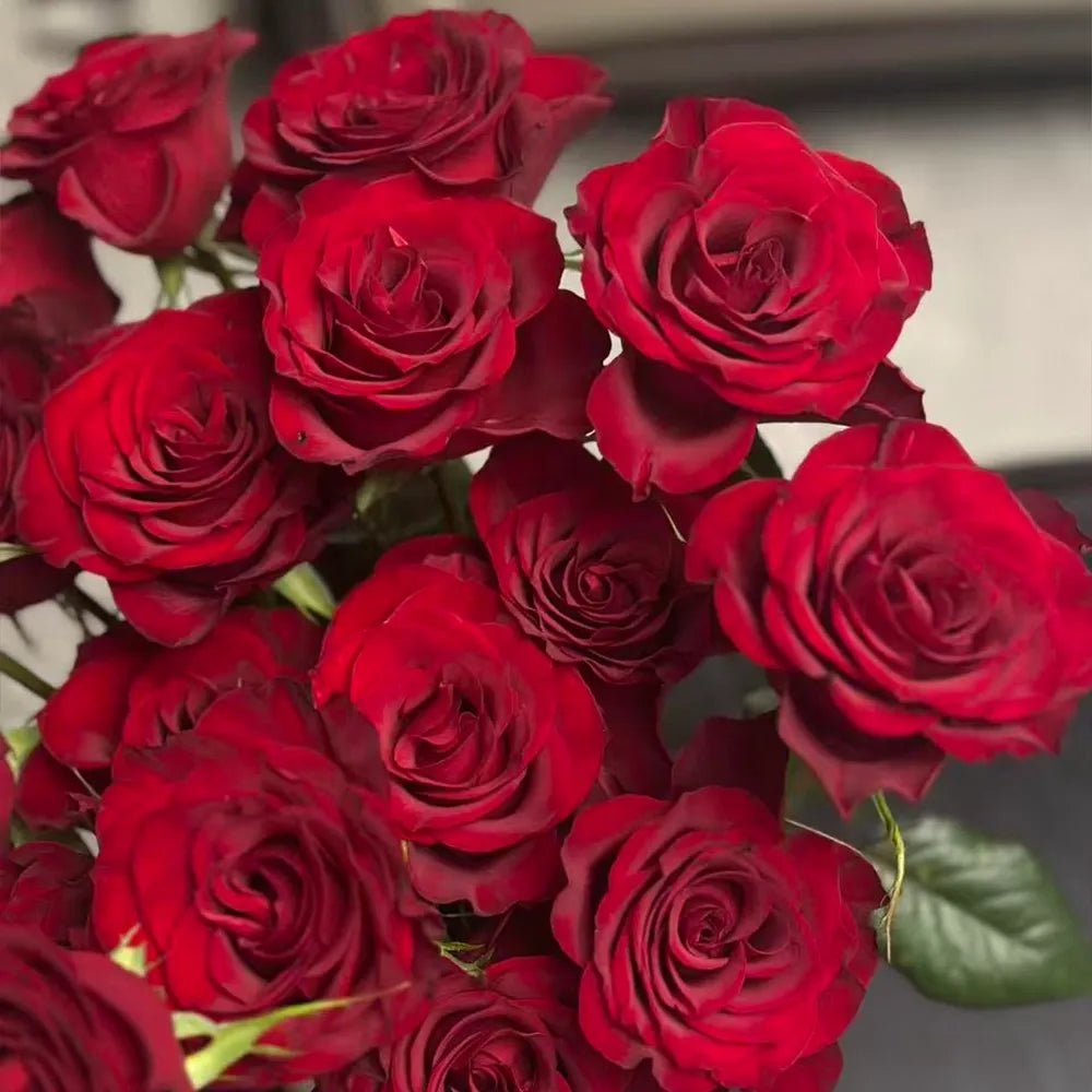 Highland Red Rose Seeds