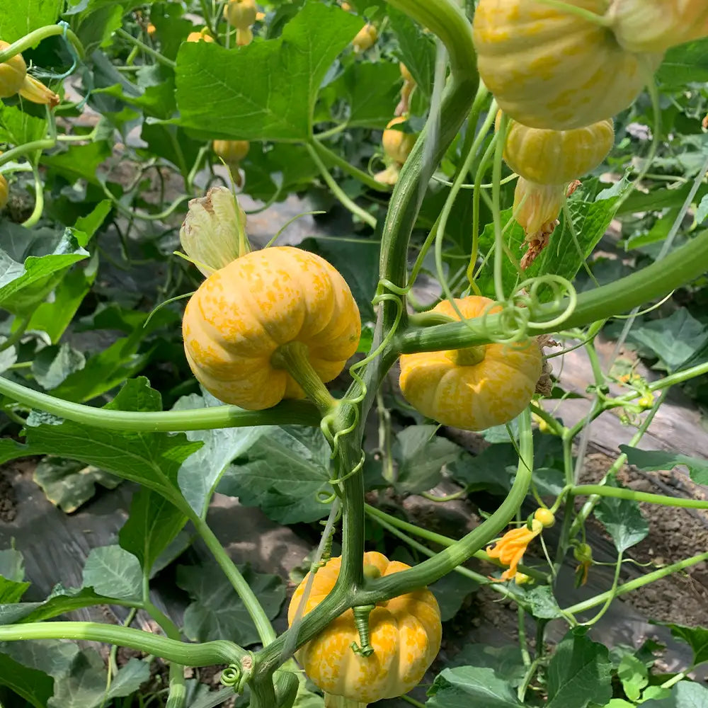 Baby Pumpkins Seeds