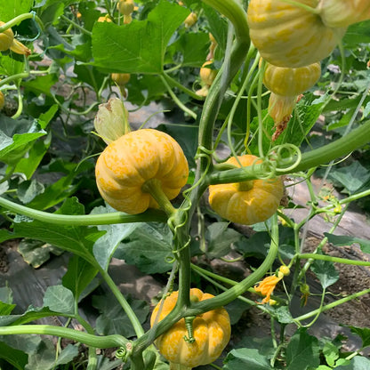 Baby Pumpkins Seeds