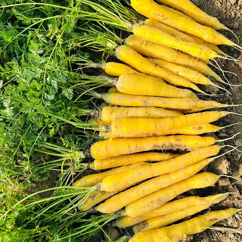 Yellow  Carrots