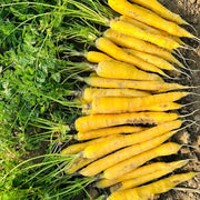 Yellow  Carrots