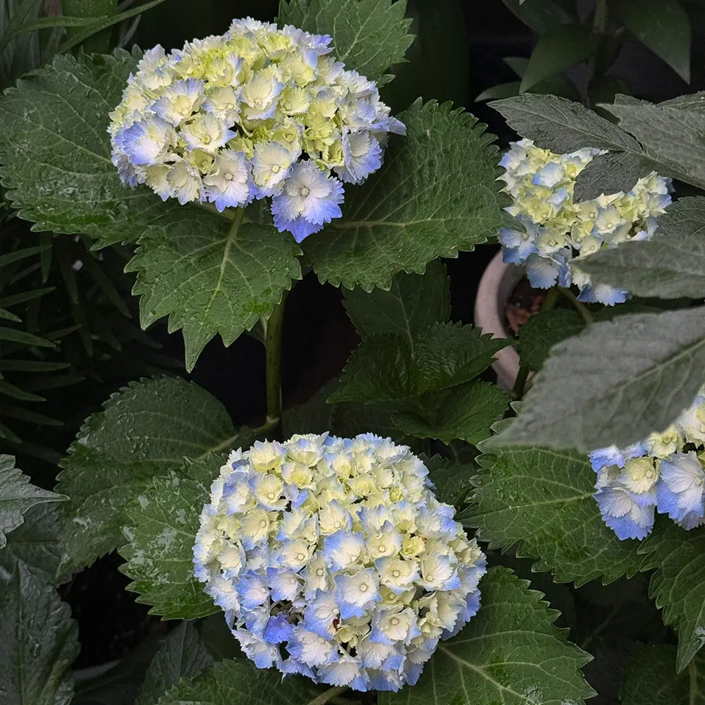 Magic Series Campanula Seeds