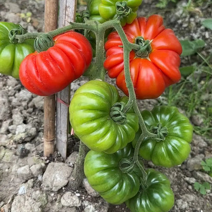 Beefsteak Tomato Seeds