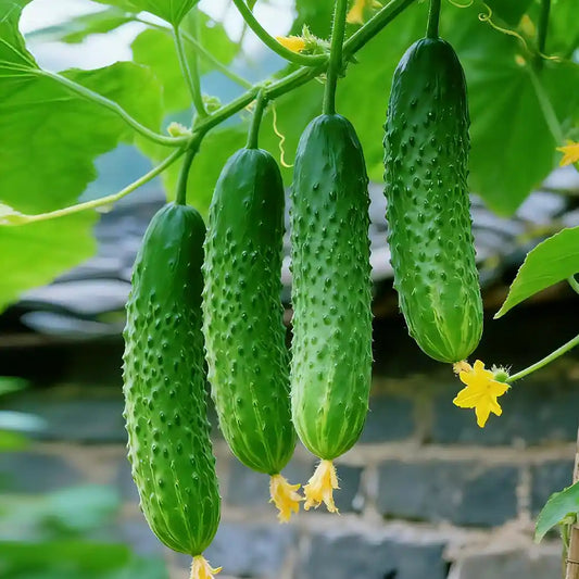 Heirloom Slicing Cucumber Seeds