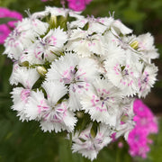 Hydrangea Series Dianthus Seeds