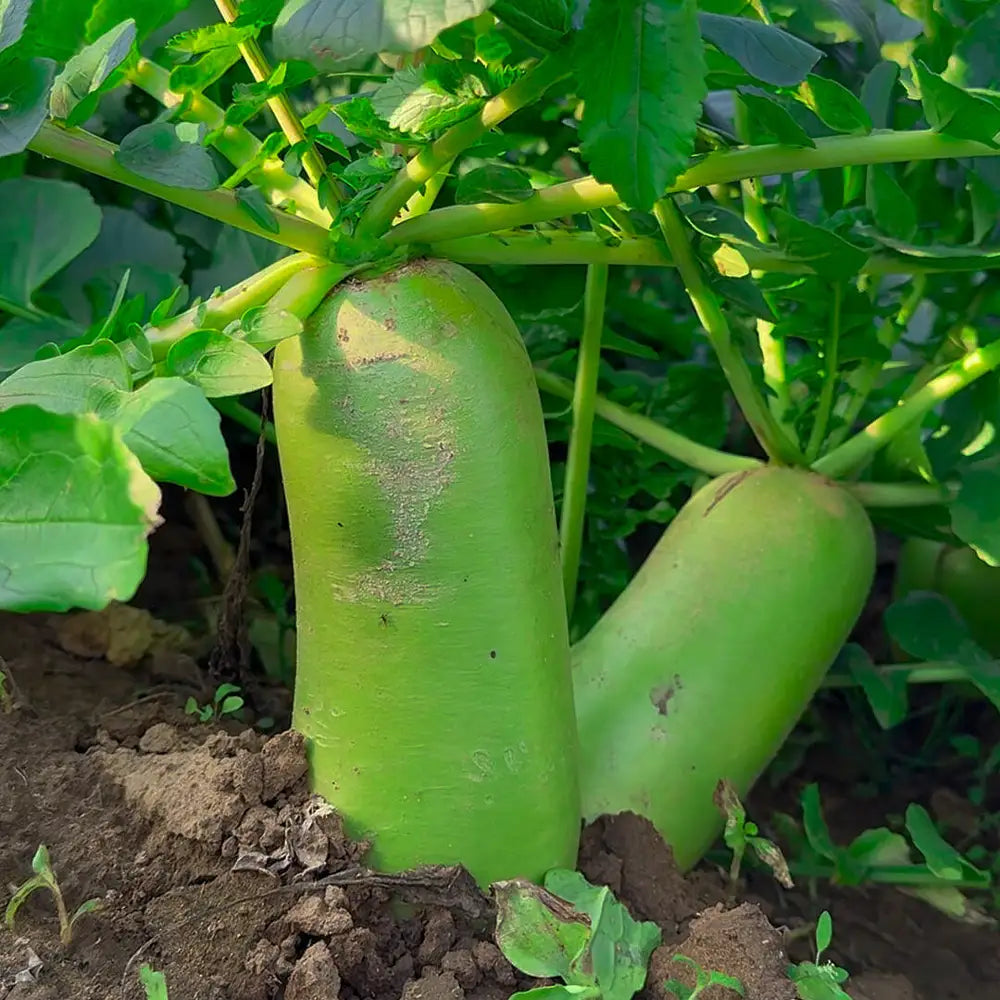 Fruit Radish Seeds