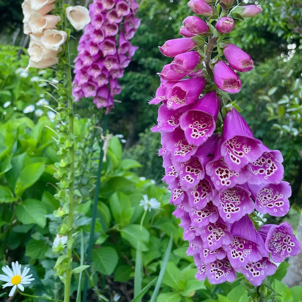 Campanula (Cup-and-Saucer Bellflower) Seeds