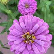 Double Zinnias Seeds
