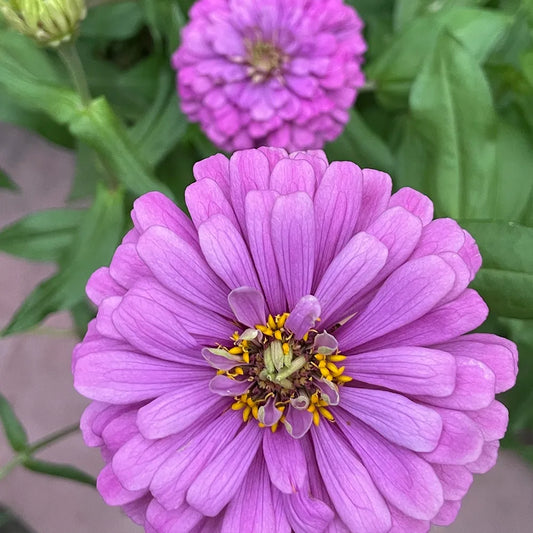 Double Zinnias Seeds