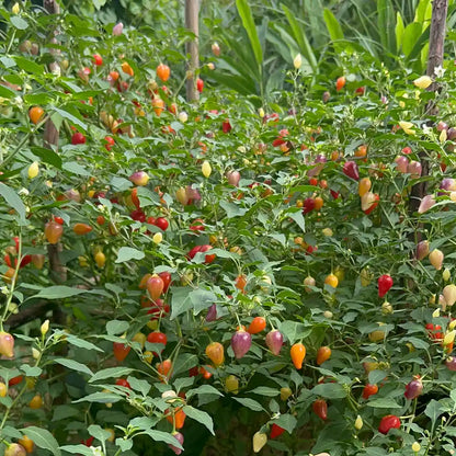 Rainbow Jalapeño Chiles Seeds