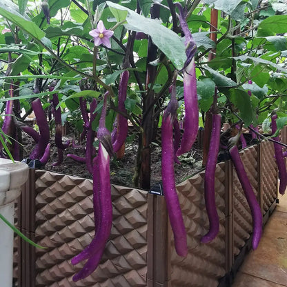 Long Purple Eggplant Seeds