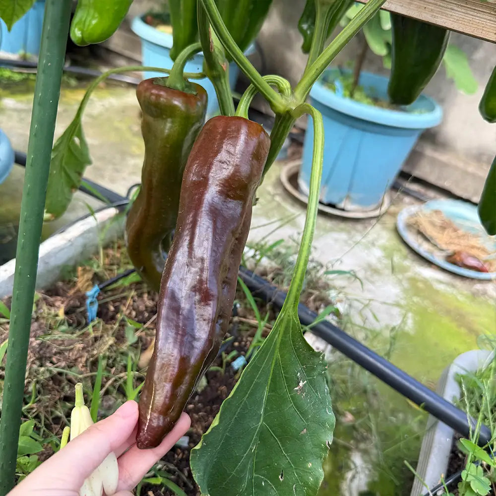 Heirloom Italian Sweet Peppers Seeds
