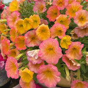 Candy House Series Petunia