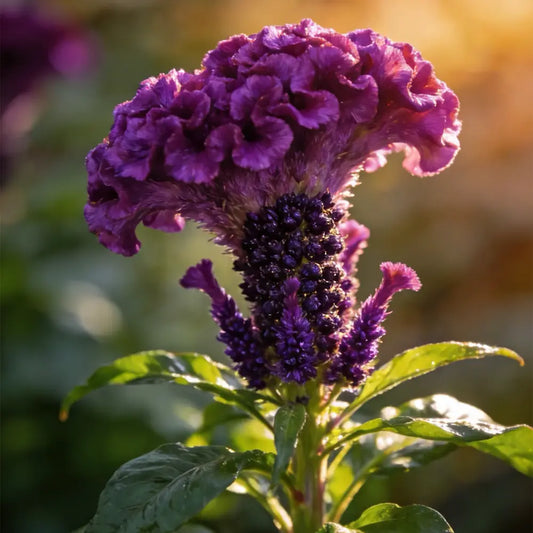 Purple Cockscomb Seeds