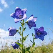 Purple Platycodon Seeds