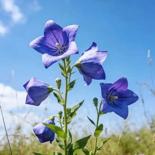 Purple Platycodon Seeds