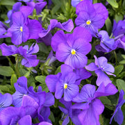 Purple Pansy Seeds