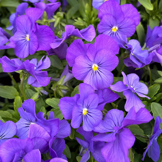 Purple Pansy Seeds