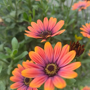 Bronze Marigolds Seeds