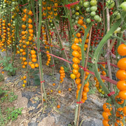 Grape Tomatoes Seeds