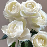 Tannek Rose Seeds