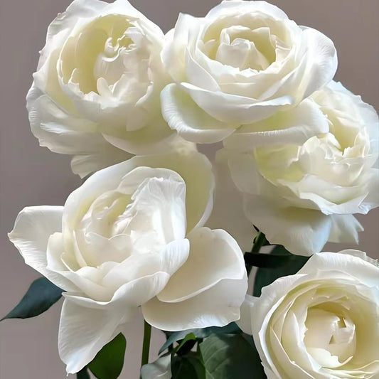 Tannek Rose Seeds