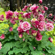Double Red & White Aquilegia Seeds