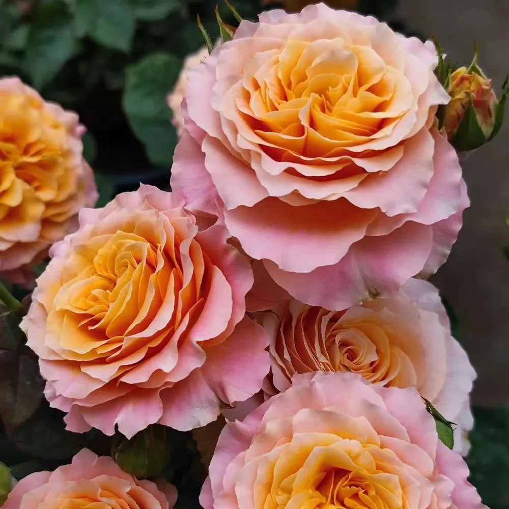 Firebird Rose Seeds