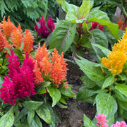 Celosia Plumosa (Feathery Cockscomb ) Seeds