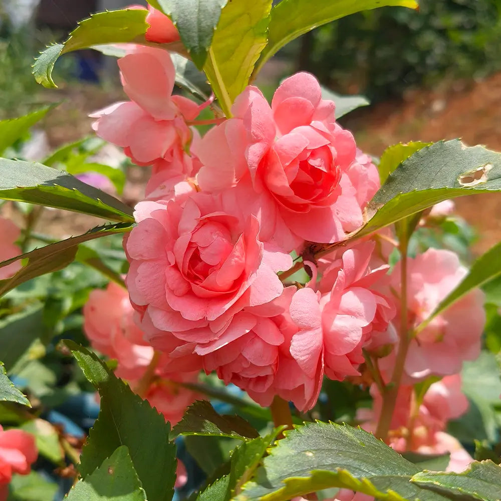 Double Pink Impatiens  Seeds