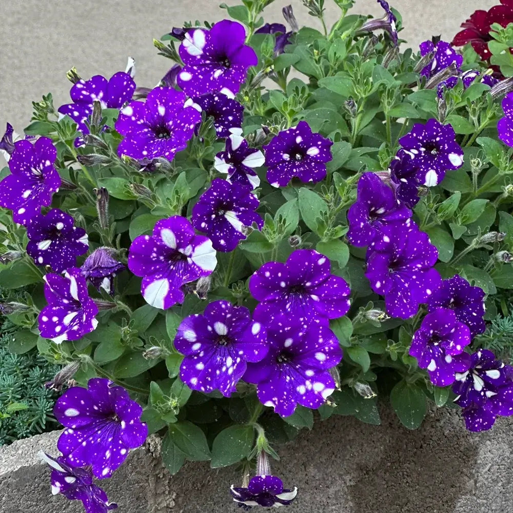 Starry Night Petunia Seeds