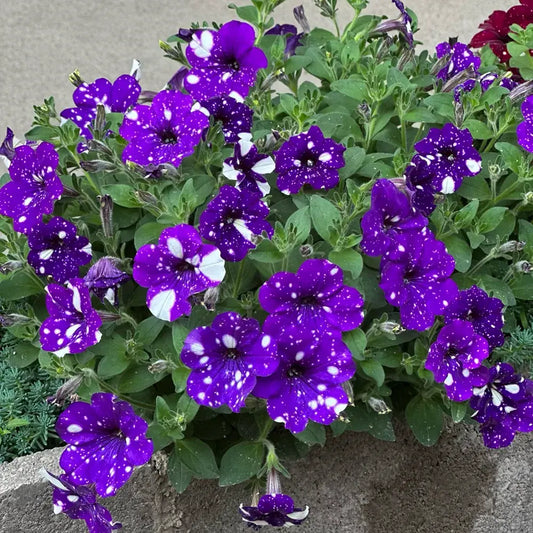 Starry Night Petunia Seeds